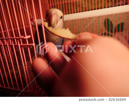 愛情鸚鵡 愛情鸚鵡 82616894