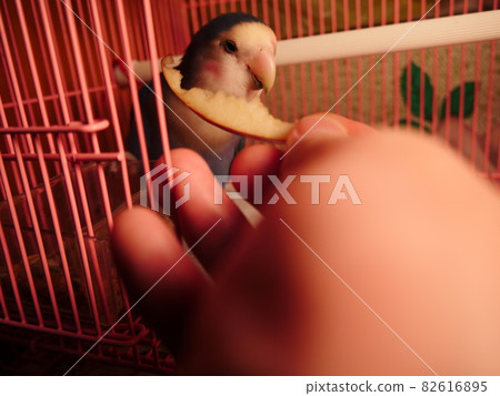 愛情鸚鵡 82616895