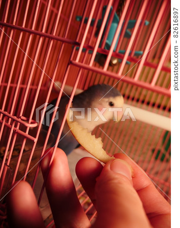 Love parrot 82616897
