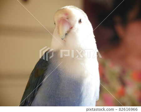 Love parrot 82616966