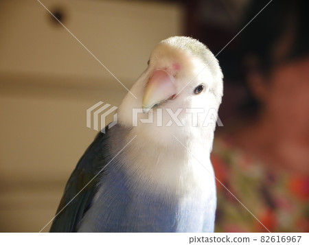 Love parrot 82616967