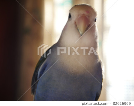Love parrot 82616969