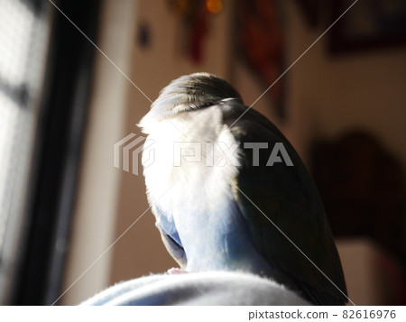 Love parrot 82616976