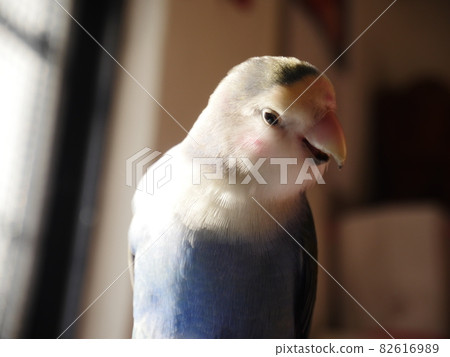 Love parrot 82616989