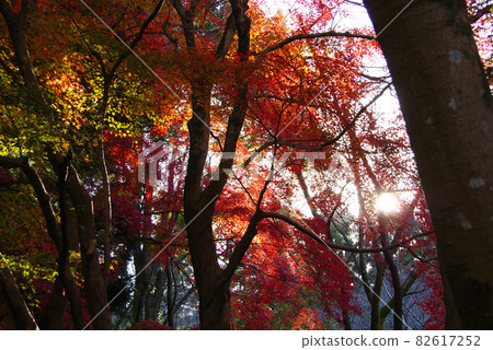 秋季樹葉 82617252