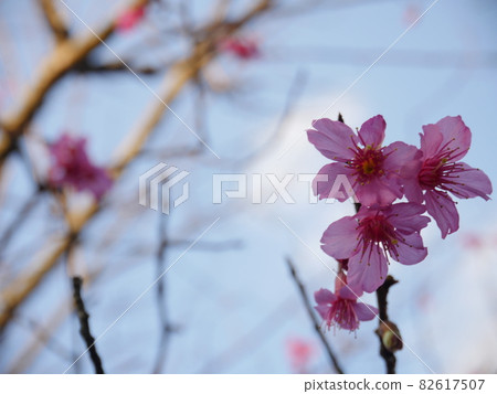 Cherry blossoms  82617507