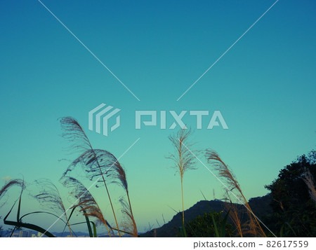 芒草 82617559