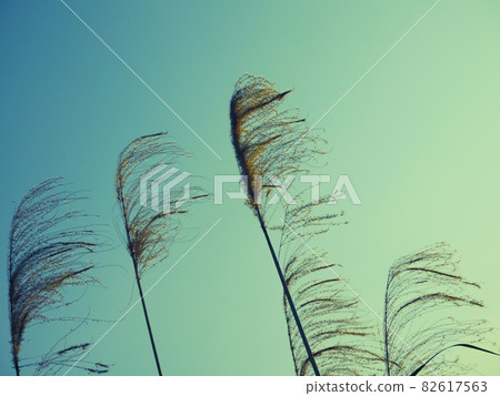 芒草 82617563