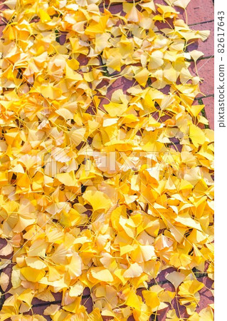 Leaves of ginkgo biloba Leaves of ginkgo biloba 82617643