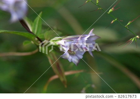 Tsurindrindo Tsurindrindo 82617673