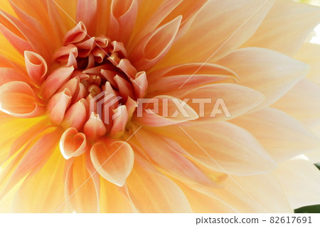 達利亞盛開 82617691