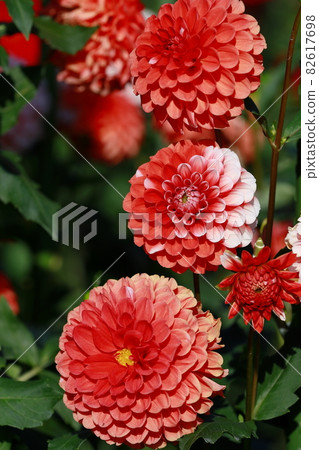 Dalia in full bloom Dalia in full bloom 82617698