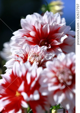 Dalia in full bloom Dalia in full bloom 82617707