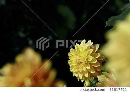 達利亞盛開 82617711