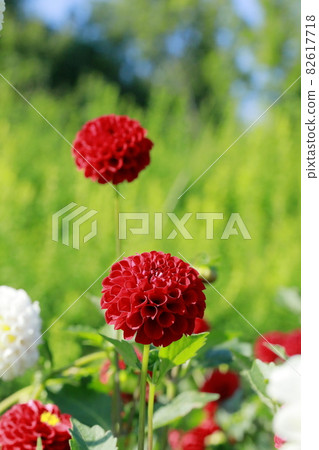 達利亞盛開 82617718