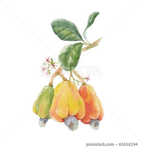 Beautiful image with watercolor hand drawn branches with colorful cashew nuts small flowers and green leaves. Stock illustration. Beautiful image with watercolor hand drawn branches with colorful cashew nuts small flowers and green leaves. Stock illustration. 82618194