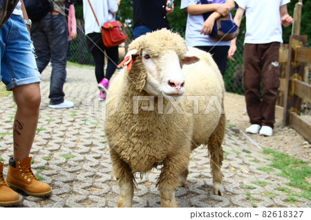 A sheep A sheep 82618327