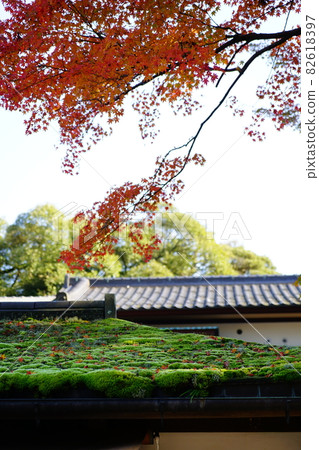 Natadera Temple Autumn leaves fall on a mossy roof Natadera Temple Autumn leaves fall on a mossy roof 82618397