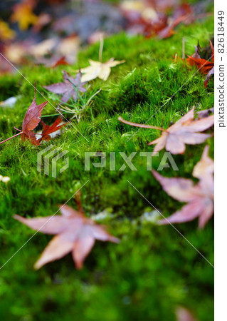 Fallen leaves of Japanese maple on the precious natural Yamatofudegoke Fallen leaves of Japanese maple on the precious natural Yamatofudegoke 82618449