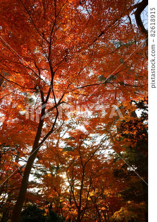 Looking up at the autumn leaves of Kenrokuen Looking up at the autumn leaves of Kenrokuen 82618915