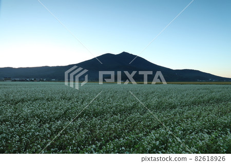 Soba field that grows at the foot of Mt. Tsukuba in the early morning Soba field that grows at the foot of Mt. Tsukuba in the early morning 82618926