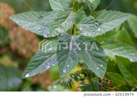 Green leaves with water drops after rain Green leaves with water drops after rain 82619974