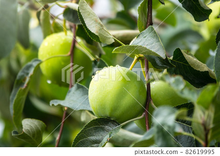 Apple branch close-up with green ripe apples with water drops after rain. Apple branch close-up with green ripe apples with water drops after rain. 82619995