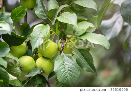Apple branch close-up with two green ripe apples. Apple branch close-up with two green ripe apples. 82619996