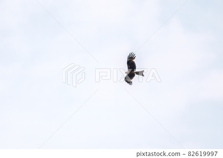 Bird of prey Black kite flying in the cloudy sunset sky Bird of prey Black kite flying in the cloudy sunset sky 82619997