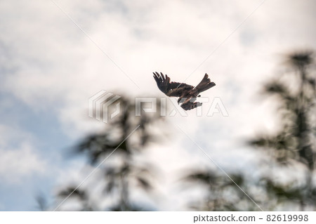 The bird of prey black kite attacks the prey with high speed, rushing from the sky to the ground like a stone The bird of prey black kite attacks the prey with high speed, rushing from the sky to the ground like a stone 82619998