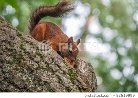 The squirrel with nut sits on tree branches in the summer. The squirrel with nut sits on tree branches in the summer. 82619999