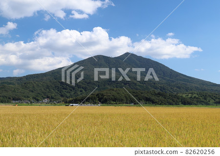 筑波山腳下金黃的稻穗 筑波山腳下金黃的稻穗 82620256