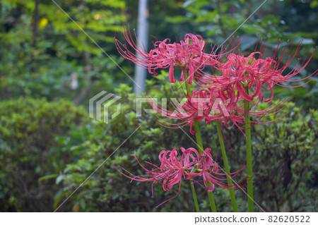 群集孤挺花 82620522