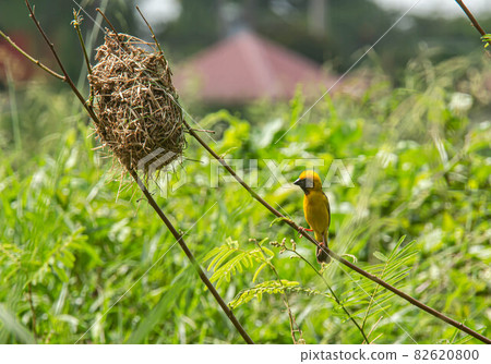 Asian golden weaver on the branch Asian golden weaver on the branch 82620800