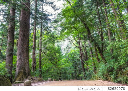 Woljeongsa fir tree forest trail Woljeongsa fir tree forest trail 82620978