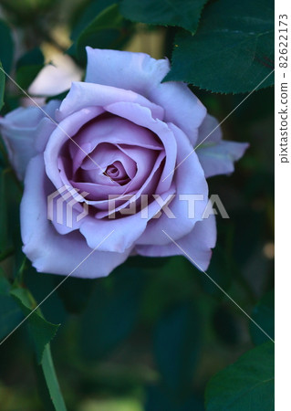 A rose of a variety called blue moon 82622173