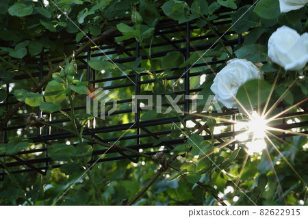 Frau Karl Dorshki, a variety of roses and a rose garden that shines Frau Karl Dorshki, a variety of roses and a rose garden that shines 82622915