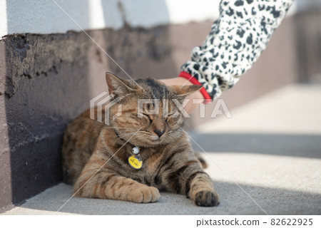 Yanaka cat Yanaka cat 82622925