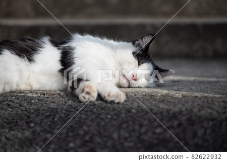 Yanaka cat Yanaka cat 82622932