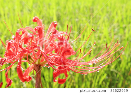 The cluster amaryllis on the ridge is shining in response to the morning dew The cluster amaryllis on the ridge is shining in response to the morning dew 82622939
