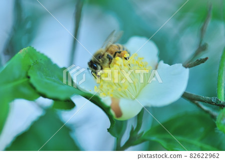 一隻蜜蜂來家裡的小地里為茶花採蜜 82622962