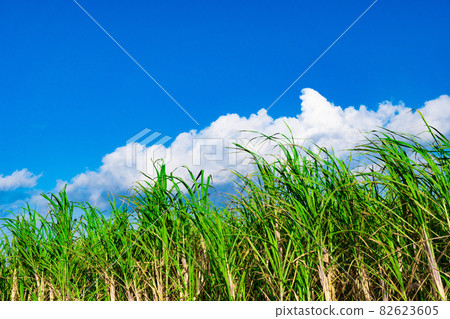 Blue sky and sugar cane field on the southern island 82623605