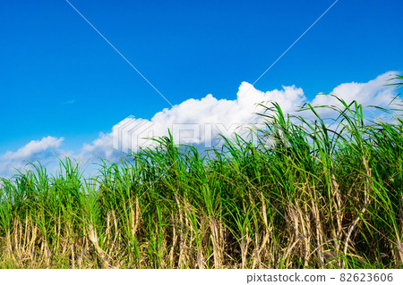 南島藍天甘蔗田 82623606