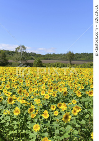 藍天和向日葵田 82623616