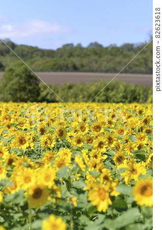 一個向日葵領域 82623618