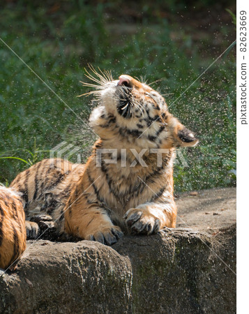 Amur tiger cub with a buzzing head Amur tiger cub with a buzzing head 82623669
