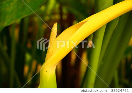 芋頭花 芋頭花 82624751