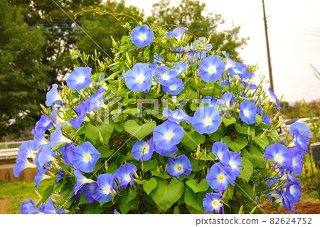 西方牽牛花 西方牽牛花 82624752
