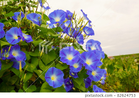 西方牽牛花 西方牽牛花 82624753