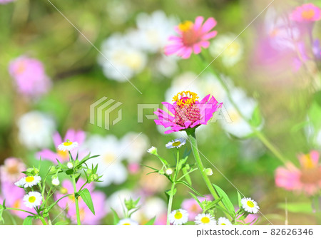 四國香川縣丸龜市的秋櫻(大波斯菊) 四國香川縣丸龜市的秋櫻(大波斯菊) 82626346
